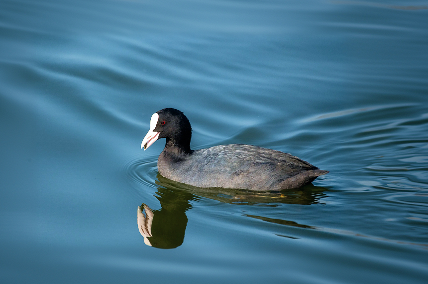 Safeguarding biodiversity meaningfully